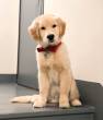 golden Retriever puppies - Al Ain-Pets